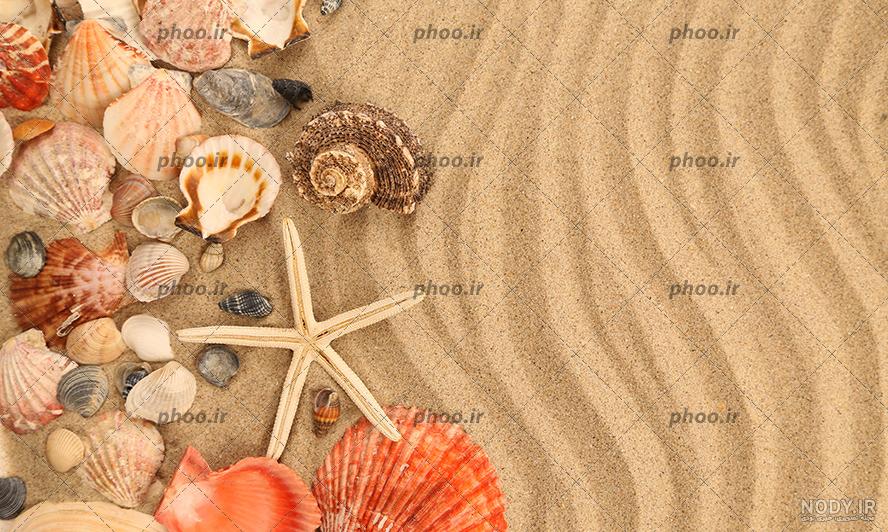 عکس صدف زیبا برای پروفایل عکس صدف زیبا برای پروفایل