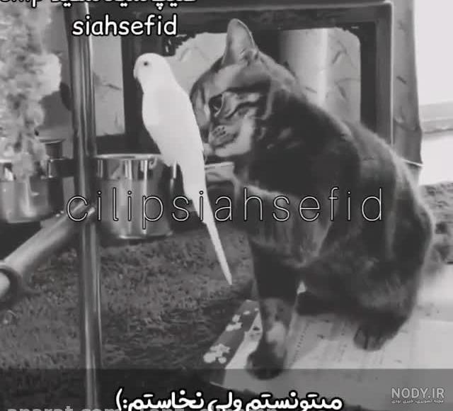 عکس لاتی قدیمی عکس لاتی قدیمی