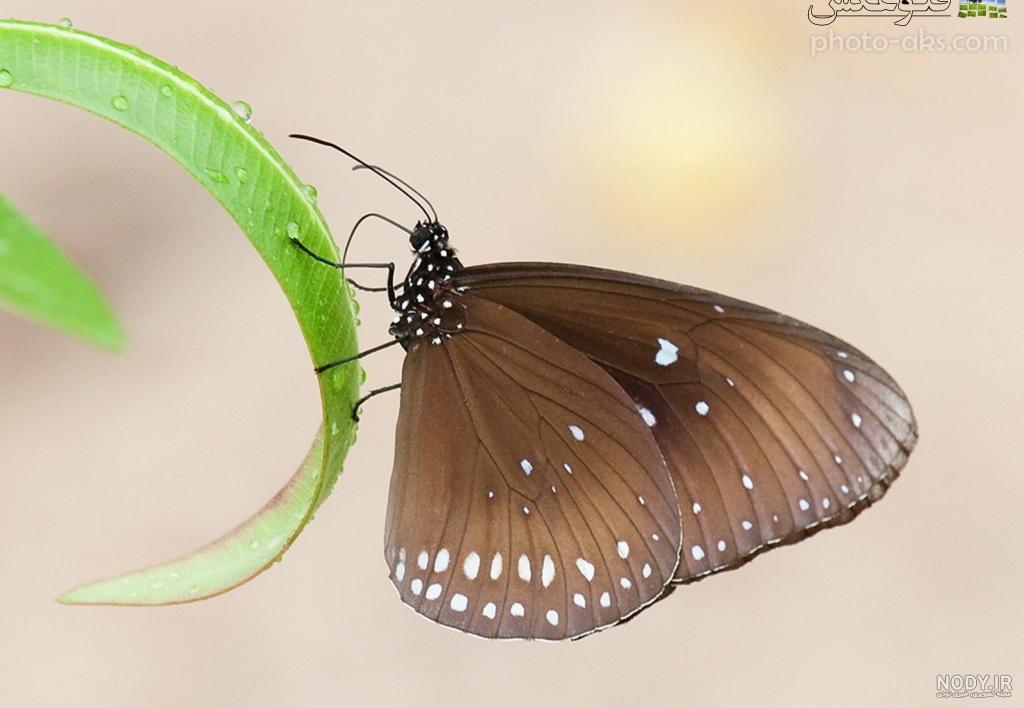 عکس پروانه قهوه ای