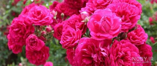عکس گل مریم پژمرده