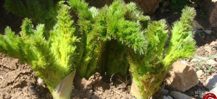 عکس گیاه کرفس کوهی
