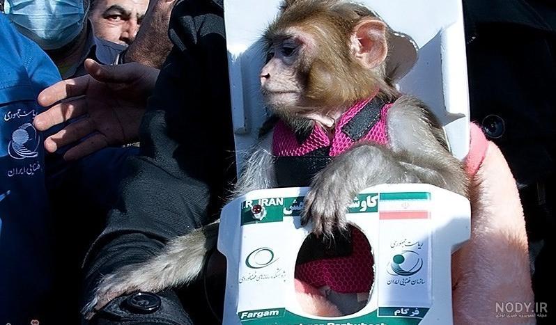 نام میمون فضانورد ایرانی نام میمون فضانورد ایرانی
