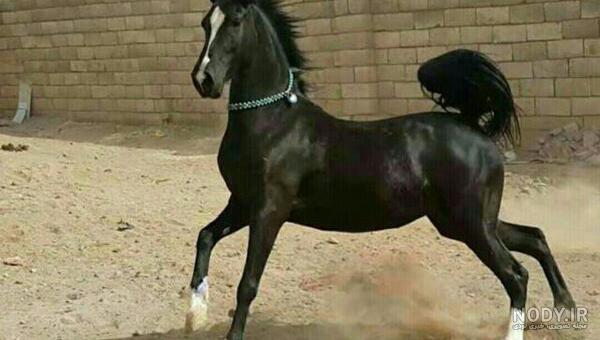 نژاد اسب ایرانی نژاد اسب ایرانی