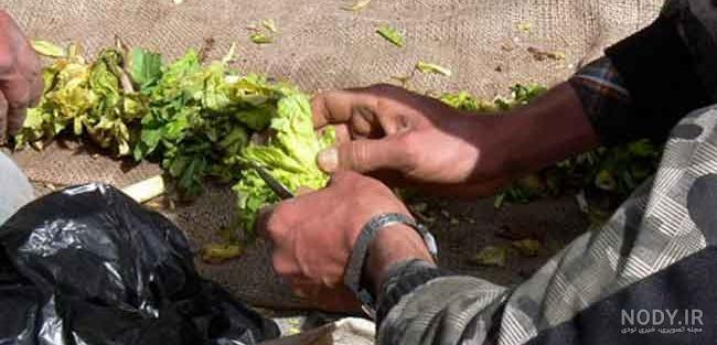 گرفتن تلخی کرفس کوهی