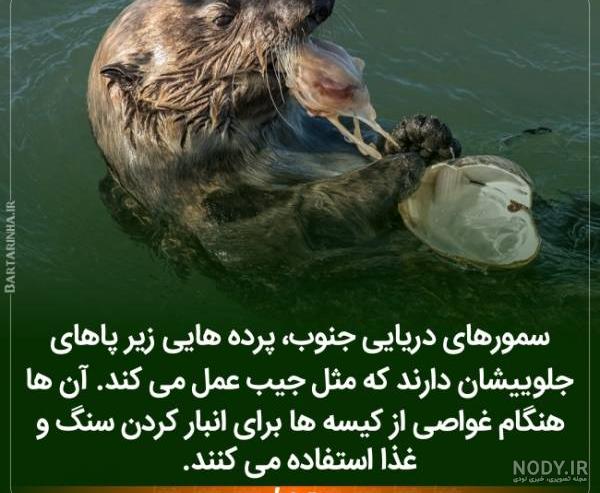 دانستنی های مهم دانستنی های مهم