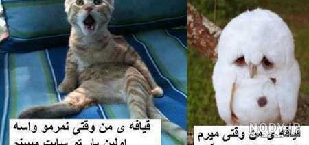 عکس ها خنده دار جالب