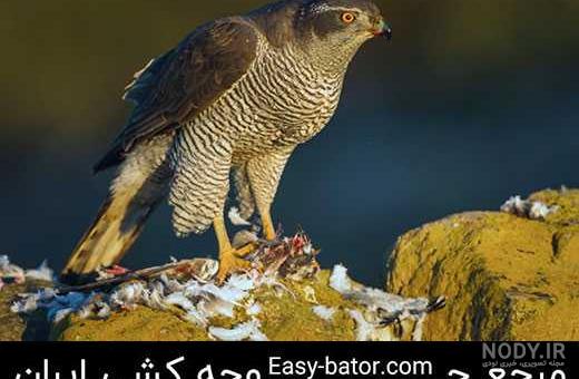 تشخیص سن شاهین