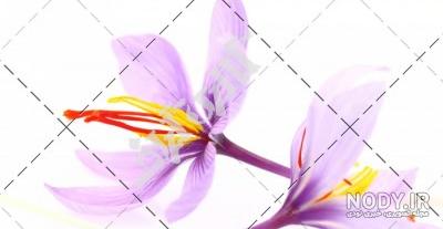 دانلود عکس گل زعفران