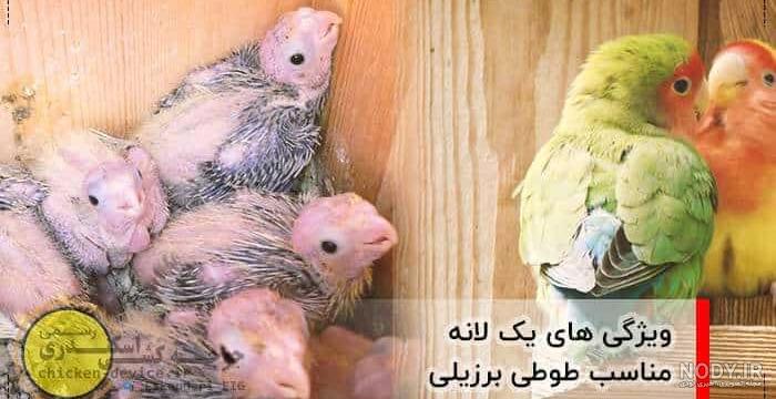 عکس از لانه طوطی عکس از لانه طوطی