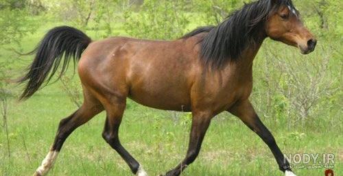 عکس اسب سیاه عکس اسب سیاه