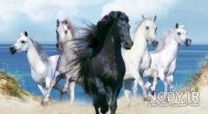 عکس اسب واقعی صورتی عکس اسب واقعی صورتی