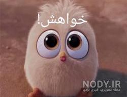 عکس استیکر جوجه