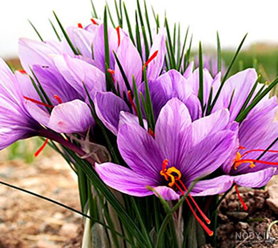 عکس با کیفیت از گل زعفران