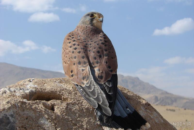 عکس جوجه شاهین