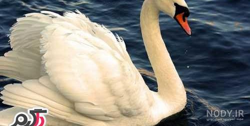 عکس حیوانات بسیار زیبا عکس حیوانات بسیار زیبا