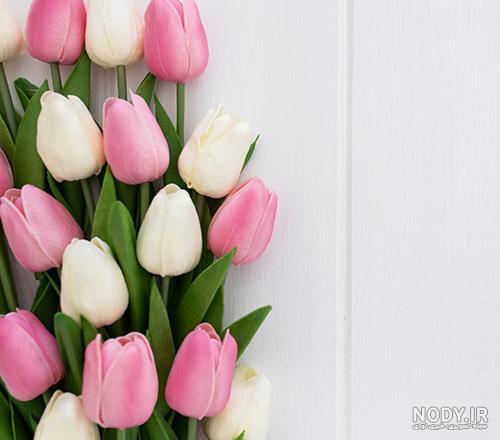 عکس ساده رنگی عکس ساده رنگی