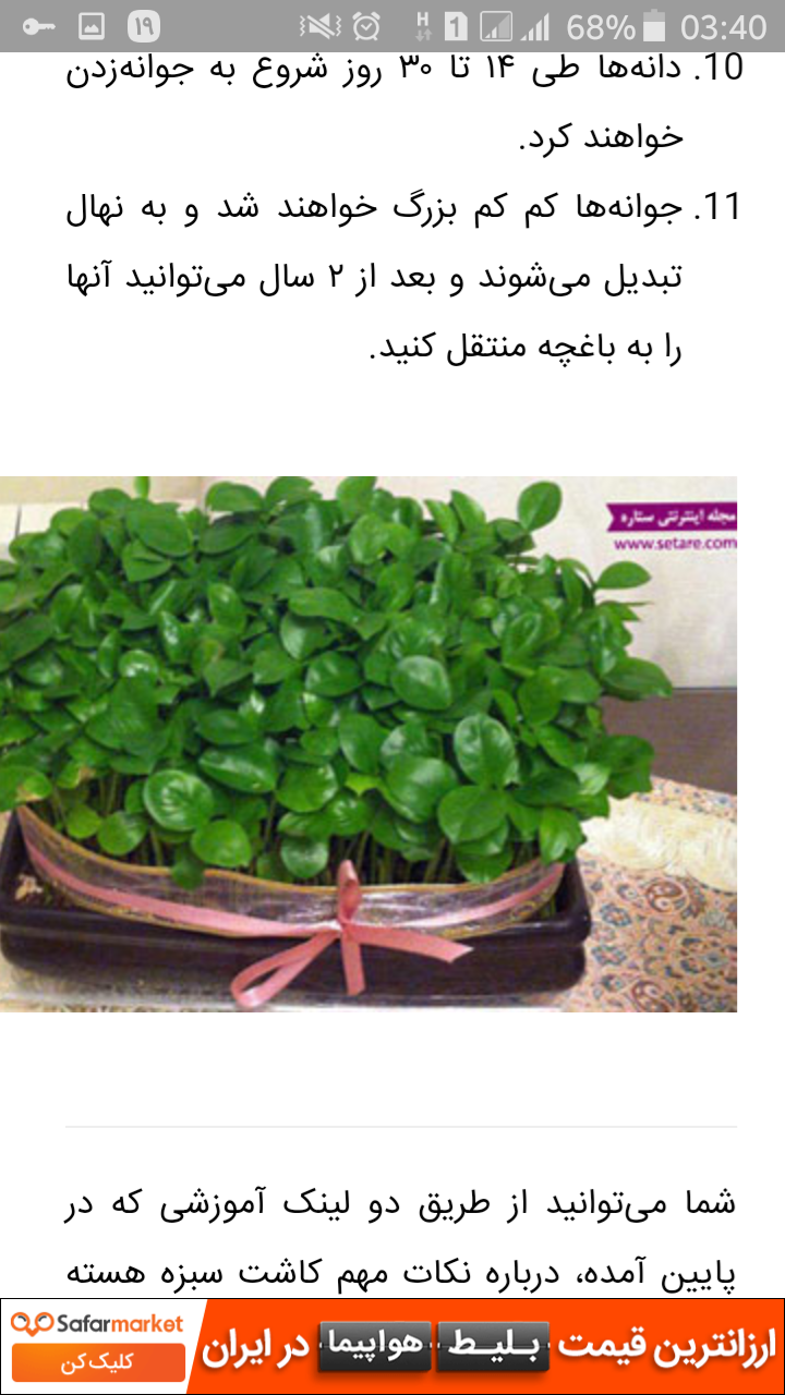 عکس سبزه عید با لپه