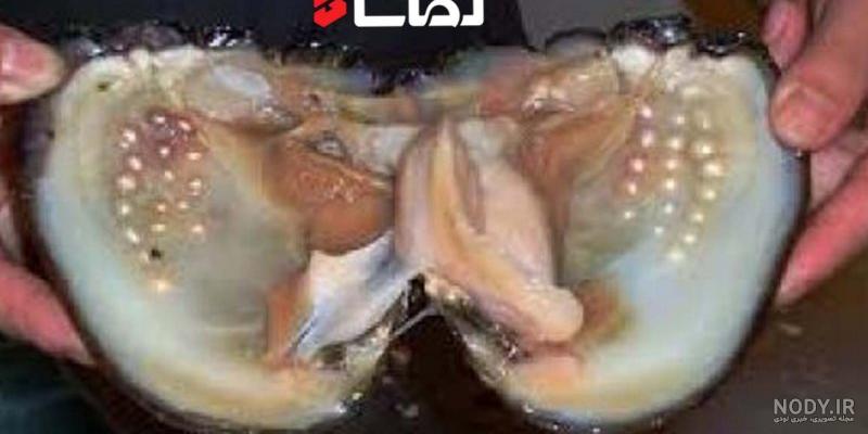 عکس صدف مروارید ساز