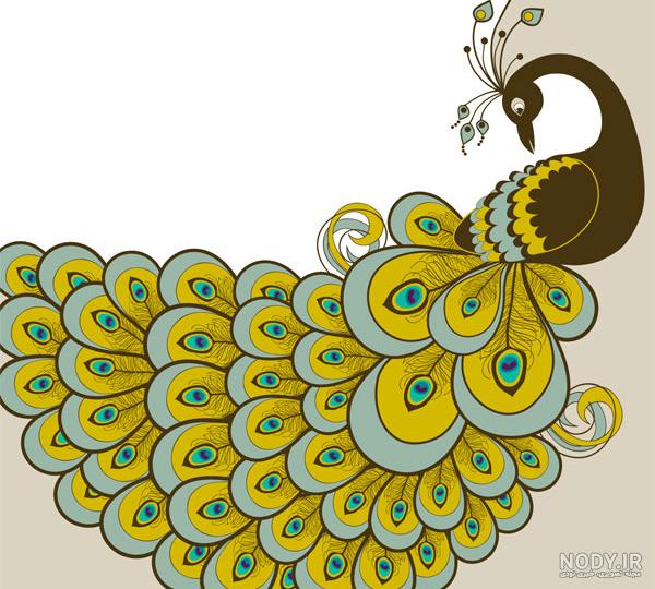 عکس طاووس سیاه عکس طاووس سیاه