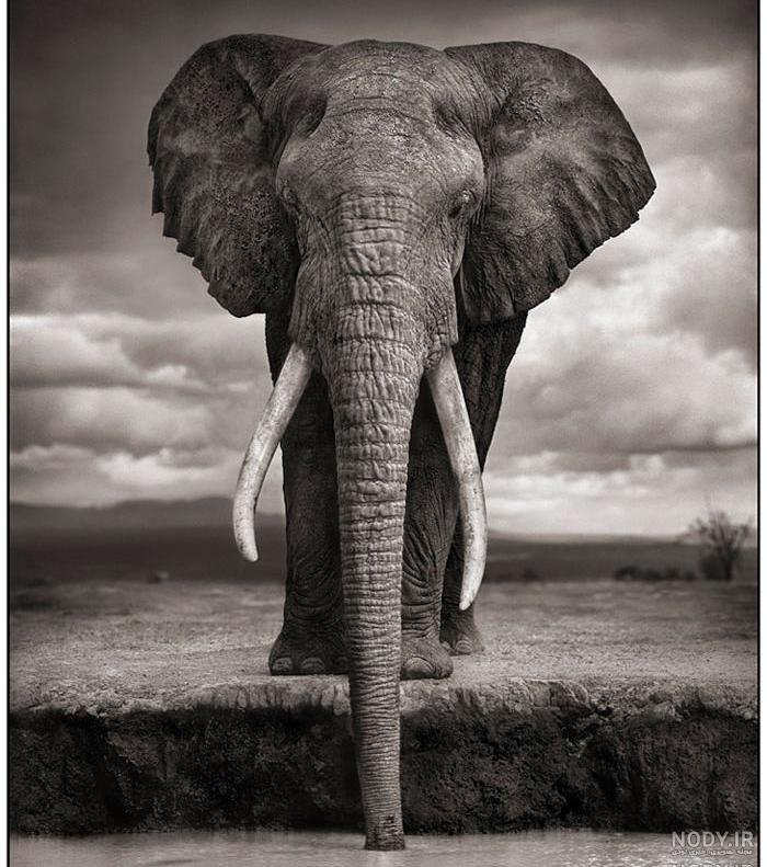 عکس فیل زیبا