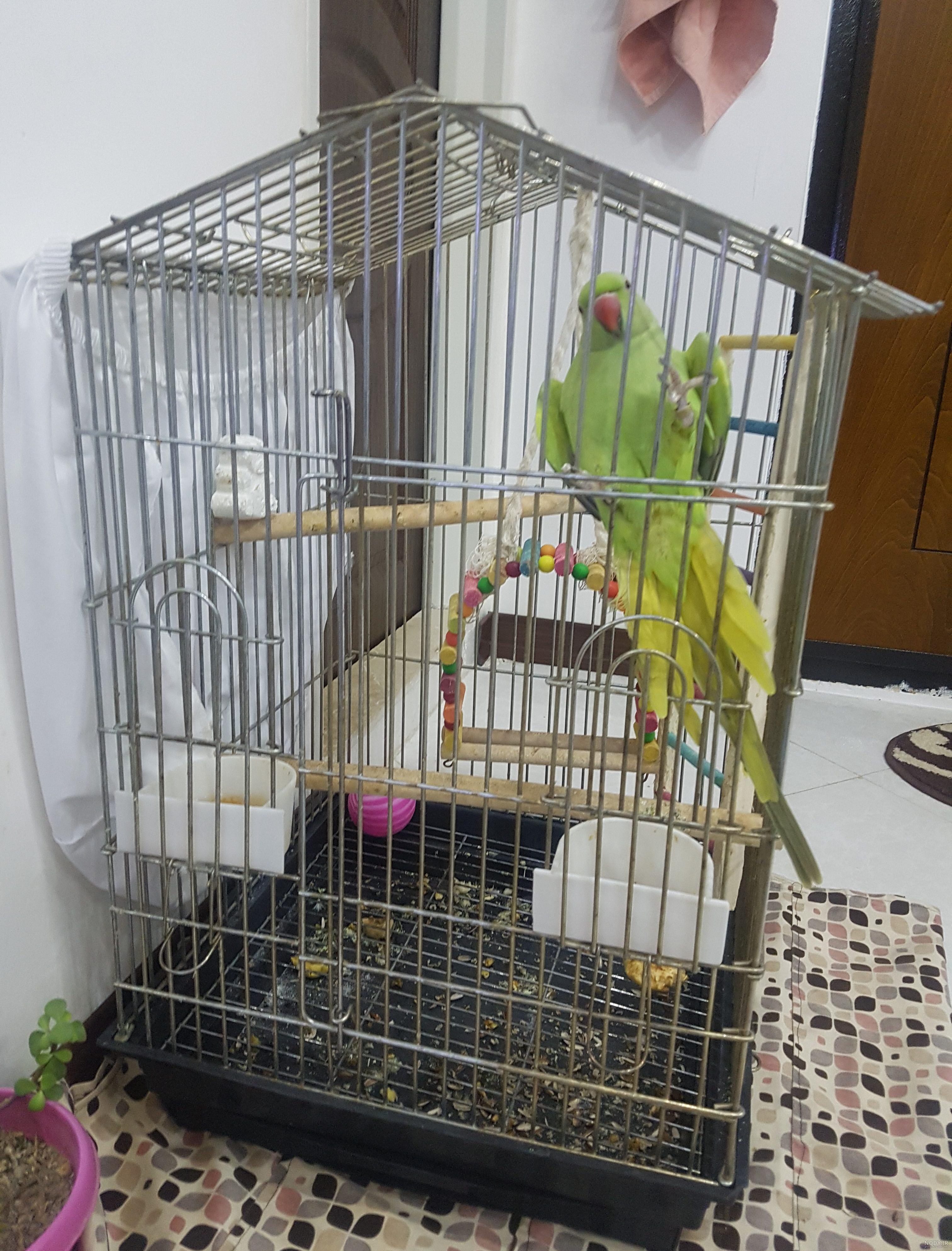 عکس لانه طوطی برزیلی عکس لانه طوطی برزیلی