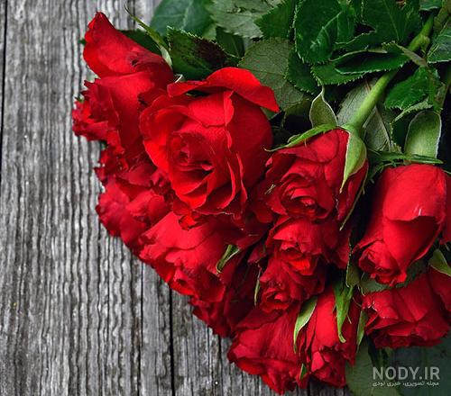 عکس های زیبا گل رز عکس های زیبا گل رز