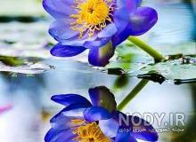 عکس هایی از طبیعت ناب