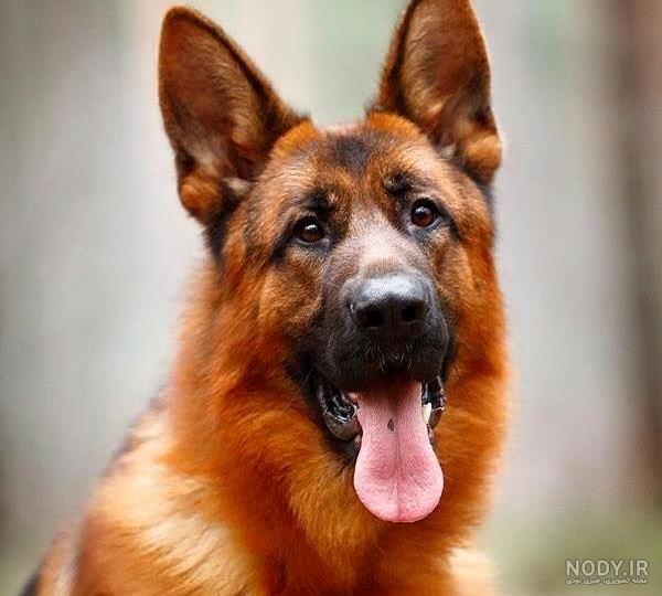 عکس ژرمن شپرد شولاین عکس ژرمن شپرد شولاین