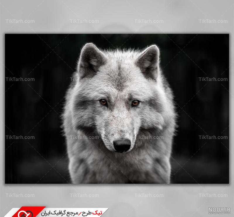 عکس گرگ وحشی سیاه برای پروفایل عکس گرگ وحشی سیاه برای پروفایل