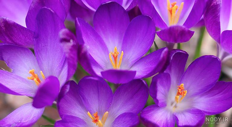 عکس گل زعفران با کیفیت