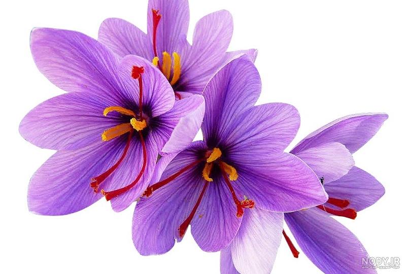 عکس گل زعفران کوهی