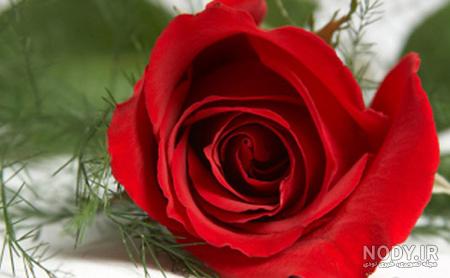 عکس گل سرخ محمدی عکس گل سرخ محمدی
