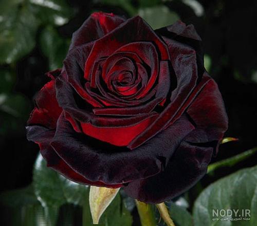 عکس گل محمدی عکس گل محمدی