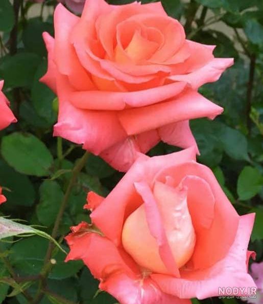 عکس گل محمدی آبی عکس گل محمدی آبی