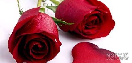عکس گل محمدی برای نقاشی عکس گل محمدی برای نقاشی