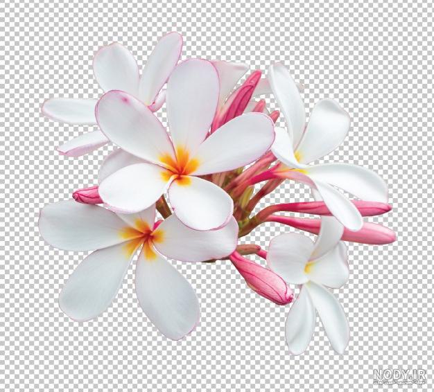 عکس ی صفحه سفید عکس ی صفحه سفید