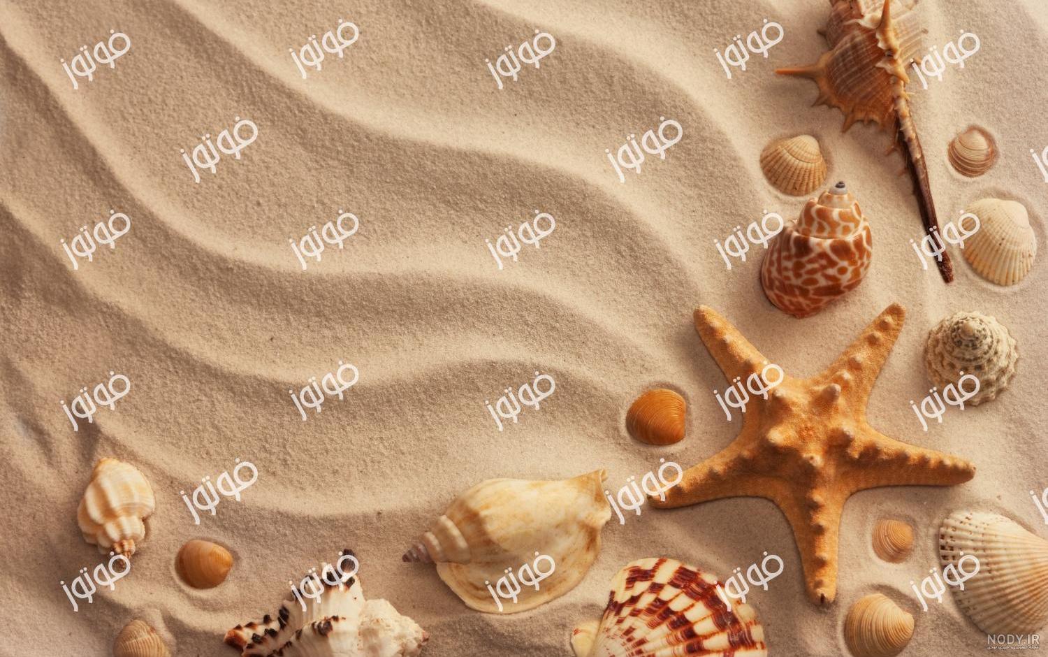 محصولات صدف بیوتی محصولات صدف بیوتی