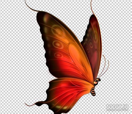نقاشی پروانه قشنگ