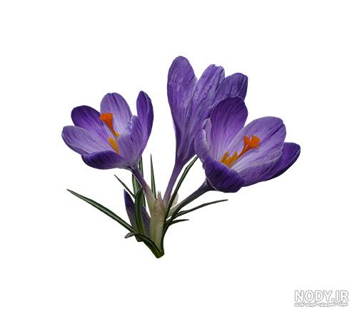 نقاشی گل زعفران