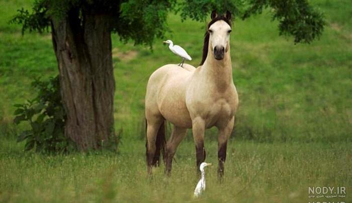 نژاد اسب ایرانی نژاد اسب ایرانی