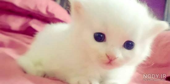 عکس گربه خنده دار جدید