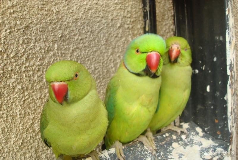 تشخیص طوطی نر از ماده تشخیص طوطی نر از ماده
