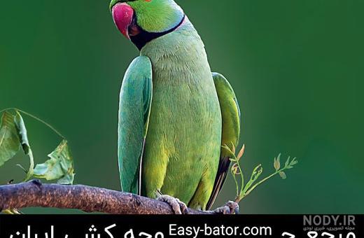 حرف زدن طوطی ملنگو حرف زدن طوطی ملنگو