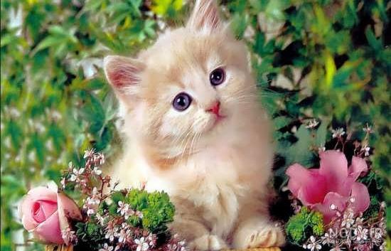 حیوانات عجیب الخلقه و کمیاب