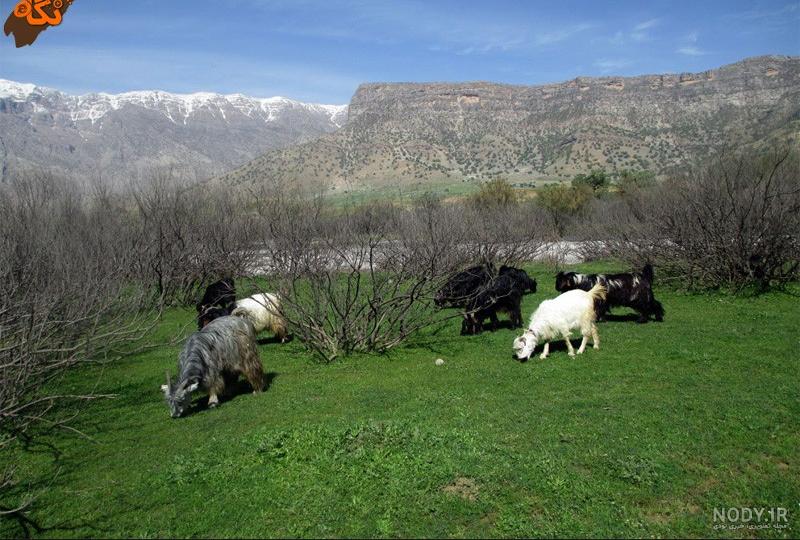دشت شیمبار