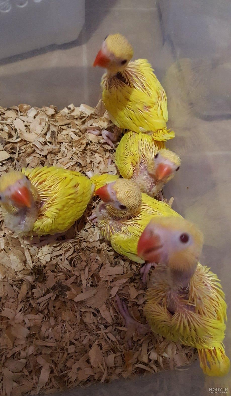 طول عمر طوطی کاکادو طول عمر طوطی کاکادو