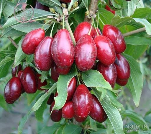 عکس از درخت زغال اخته