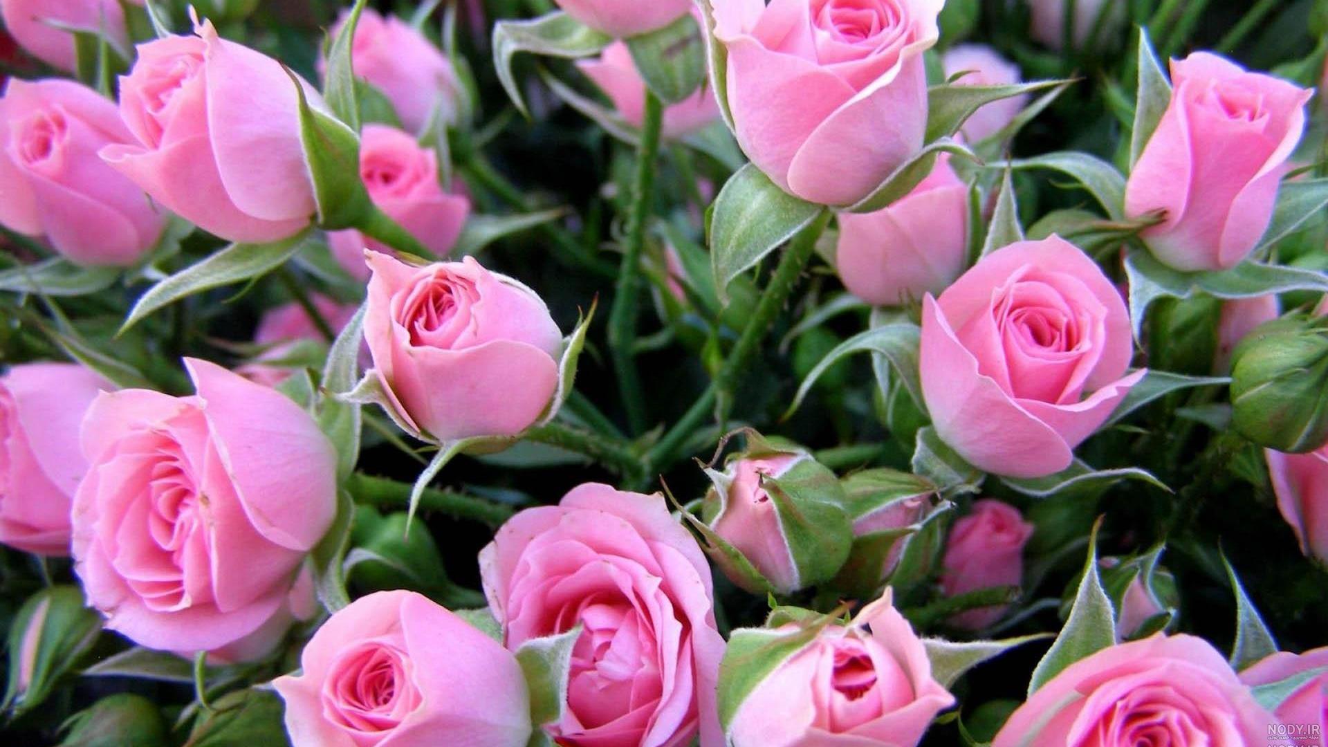 عکس دسته گل بزرگ عکس دسته گل بزرگ