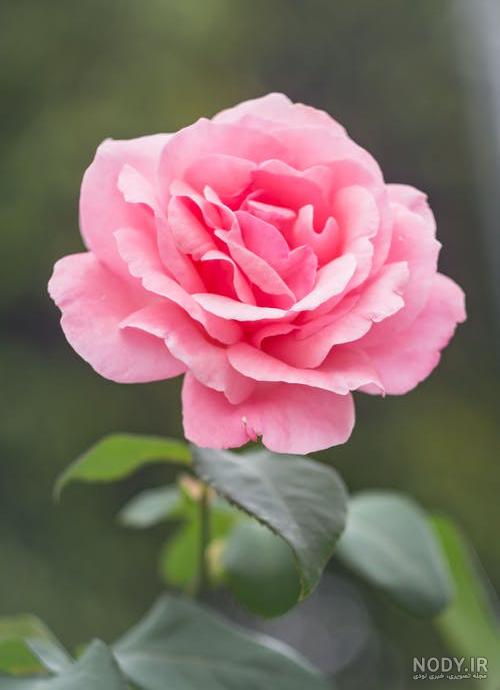 عکس دسته گل تولد عکس دسته گل تولد