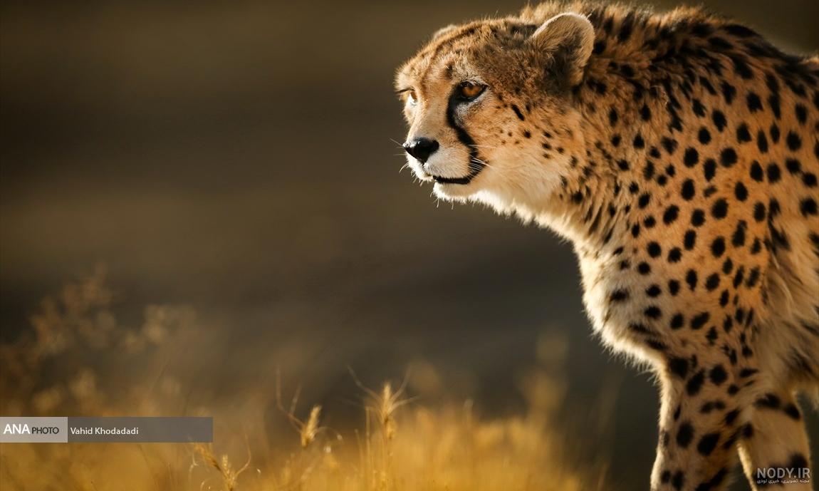 عکس پلنگ سیاه برای تصویر زمینه
